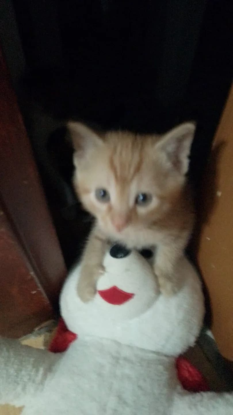 acil Yuva arıyoruz