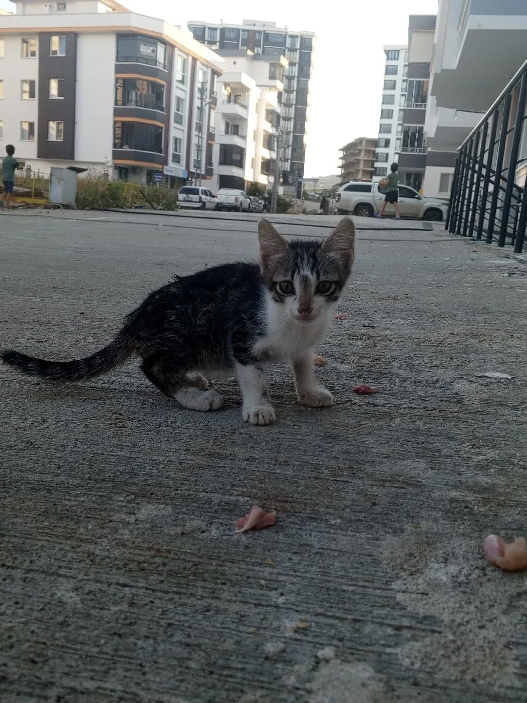 Yavru erkek tekir kedi sahiplendirme