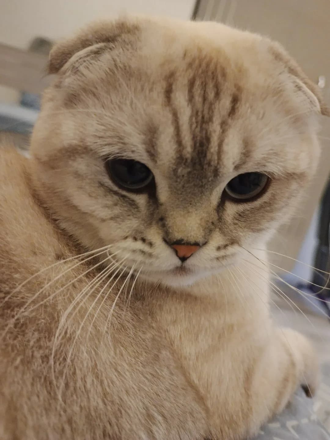 Tatlı ve yakışıklı miaya yuva aranıyor