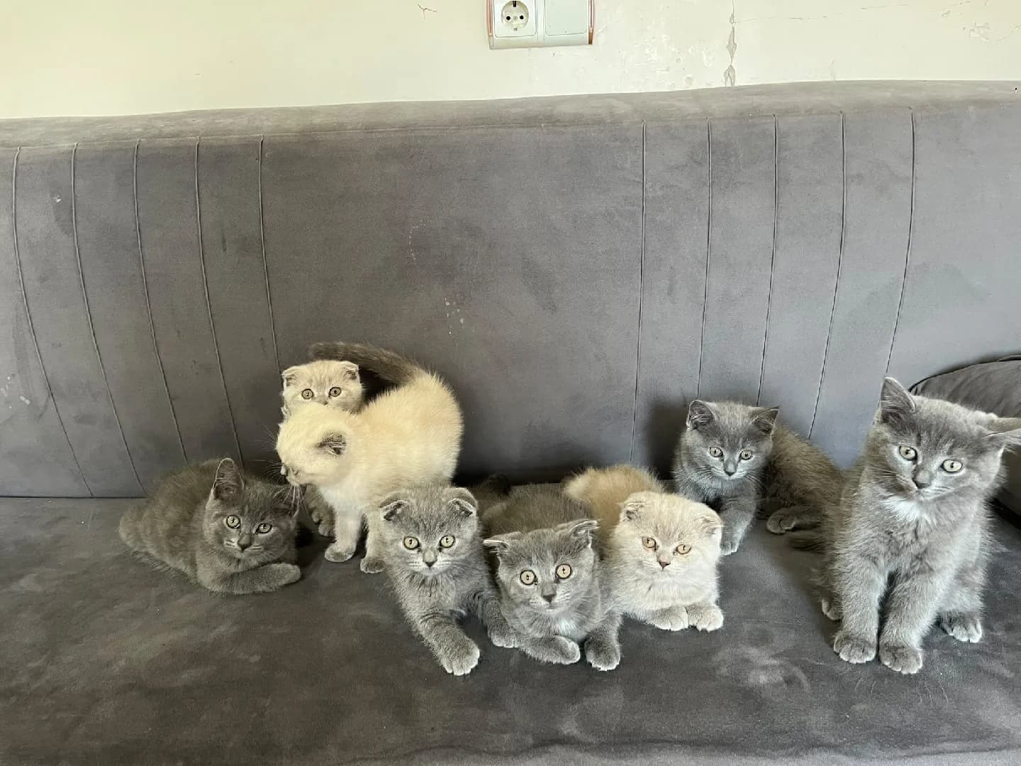 9 adet biritist