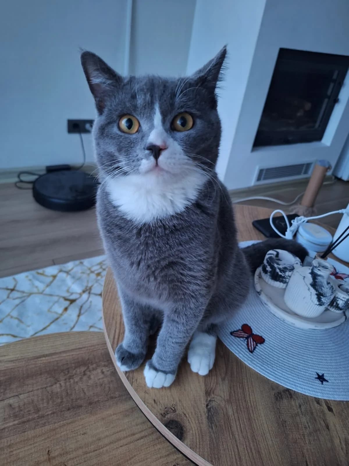 8 Aylık Erkek Kısır Aşıları Herşeyi Tam
