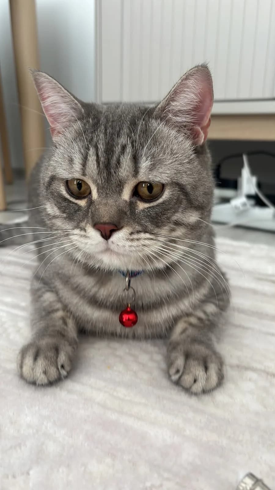 🐾ÖMÜRLÜK YUVASINI ARIYOR 🐾