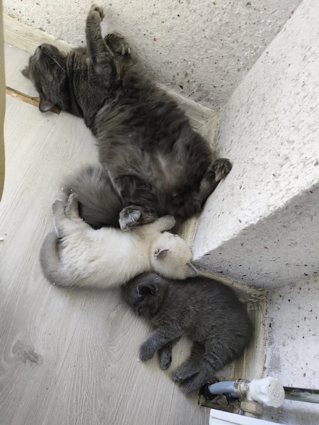 Adana Pozantı ve çevresi illere ücretsiz verebilirim gerçekten iyi bakabilecek sahiplendiriciler ara