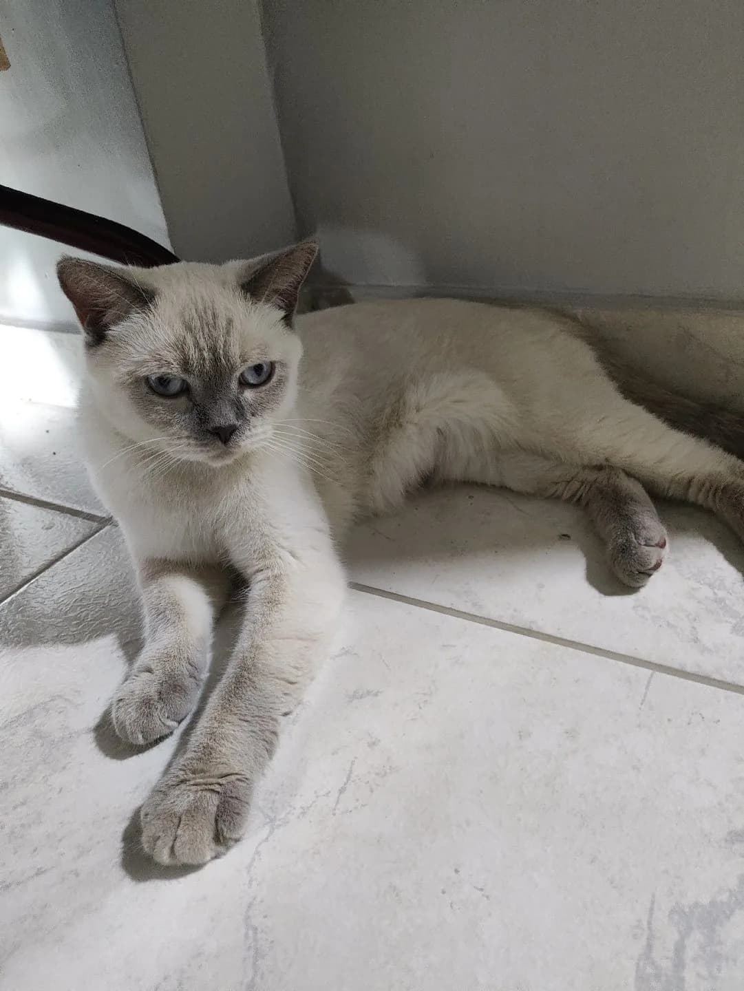 British bluepoint Dişi kedi sahiplendirilecektir...Adana Pozantı civarı
