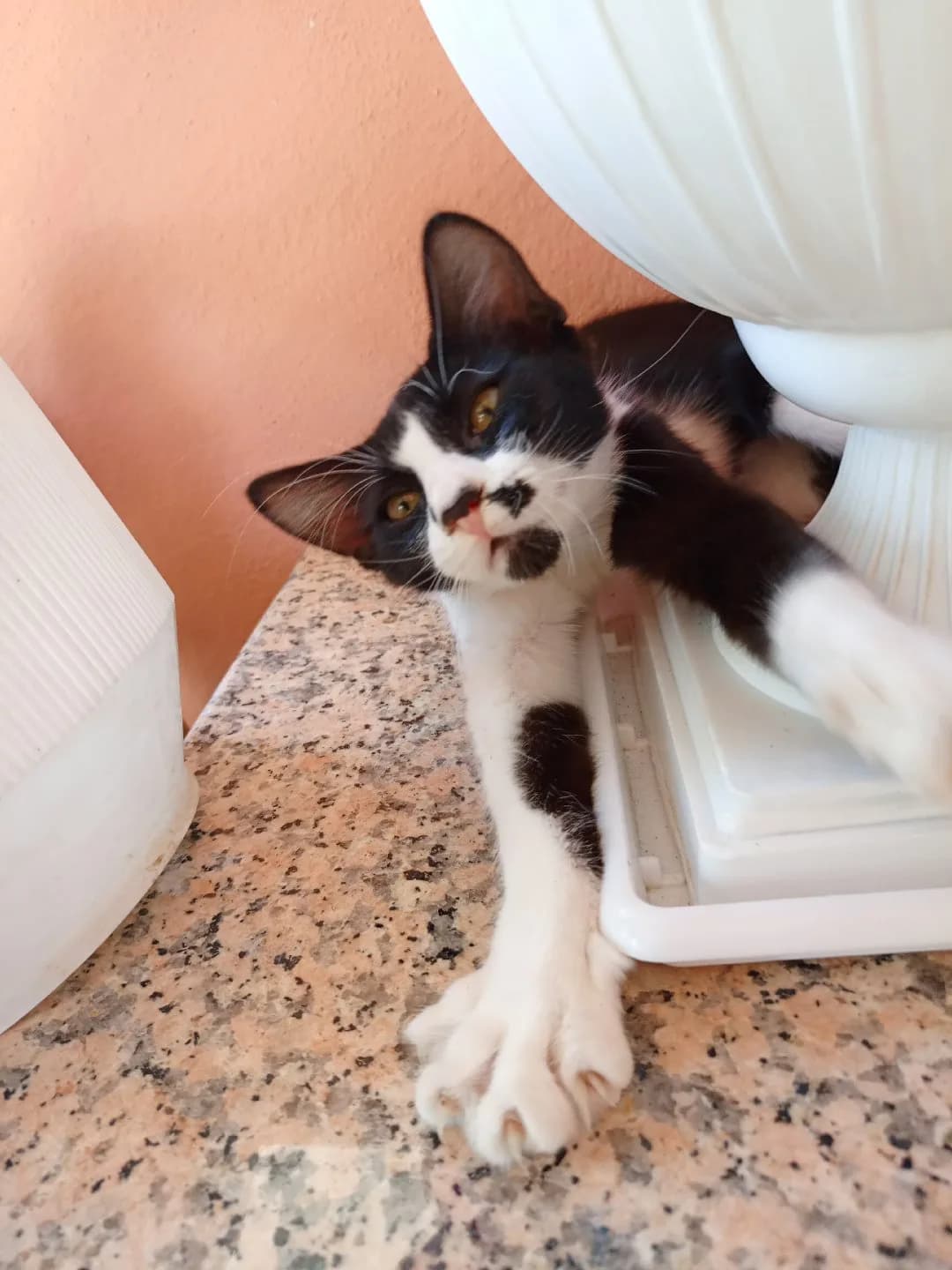 4 aylık yavru kedi için yuva arıyorum İzmir içi