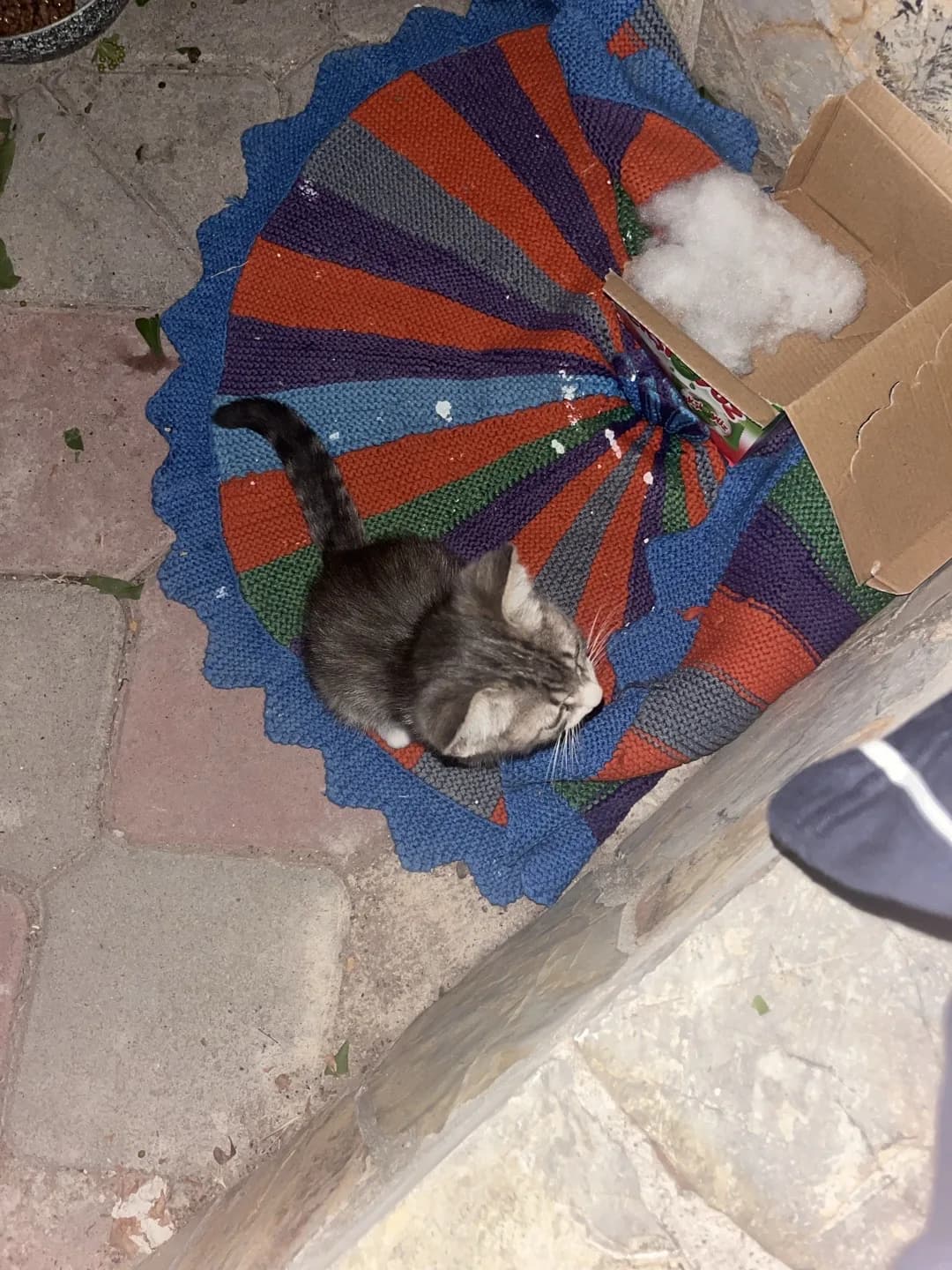 YAVRU KEDİ ANNESİZ