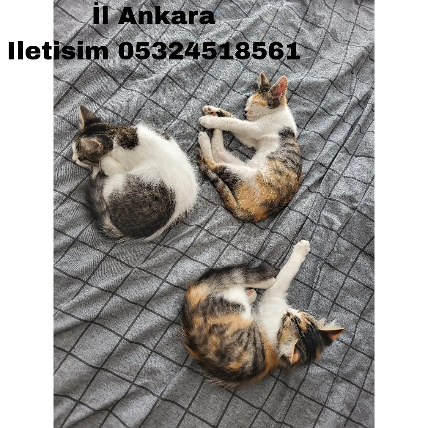 Acil Yavru Kedi Sahiplendirme