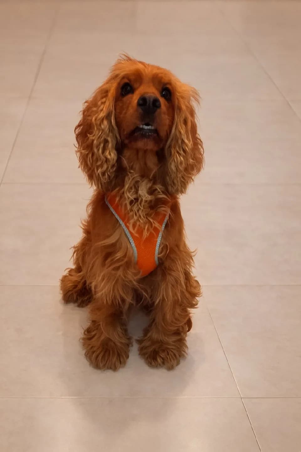 köpegime acil yuva ariyorum