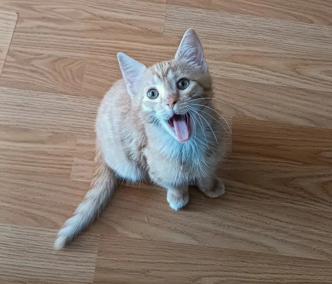 Patisiz Sarı Bebek