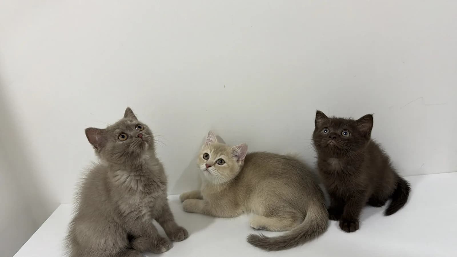 British Shorthair 2aylık Yavrular