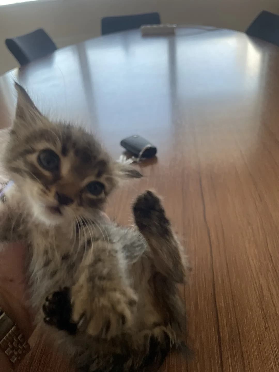 yavru kedi sahiplendirme