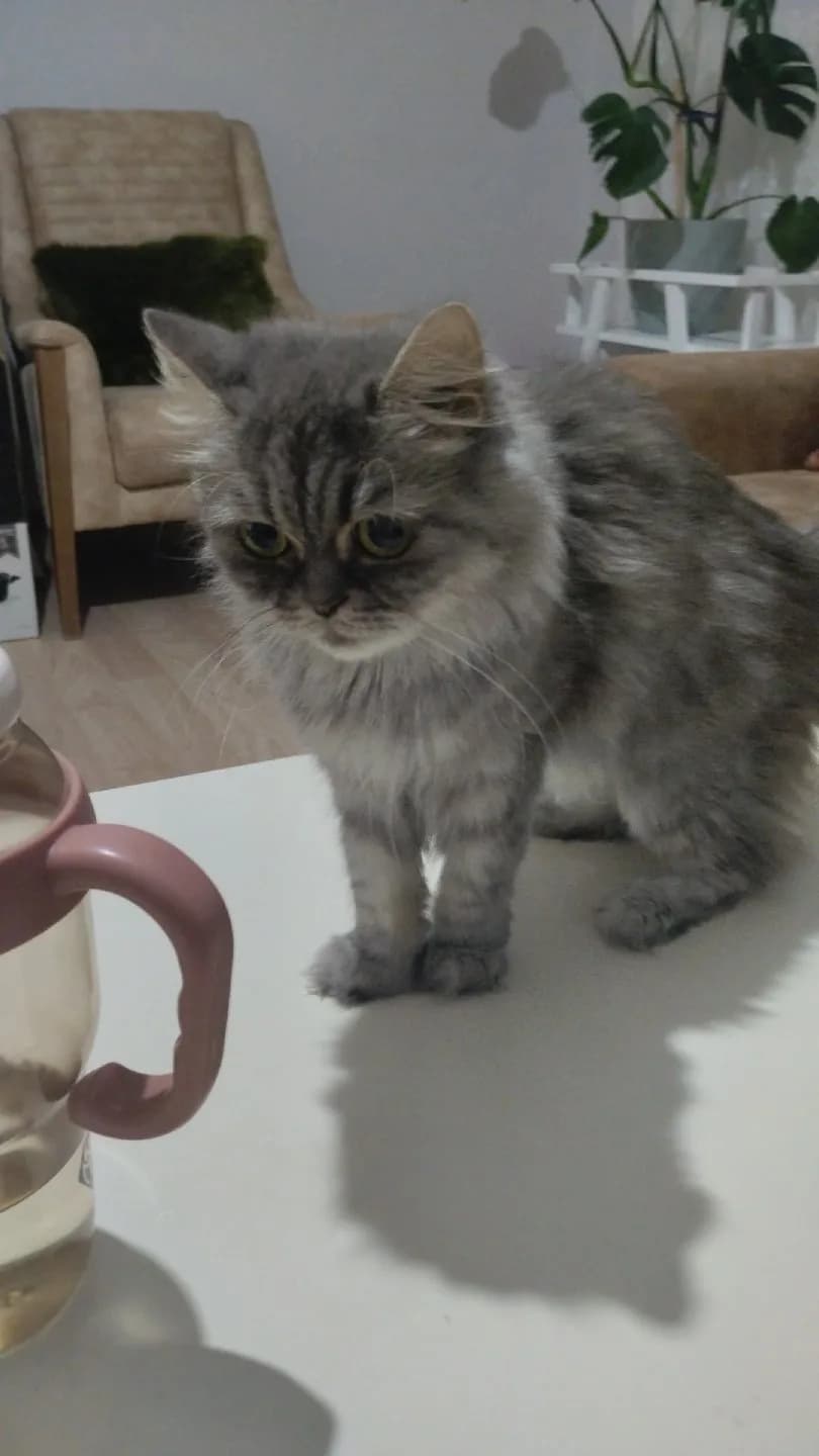 üçretsiz sahiplendirilecektir düzce
