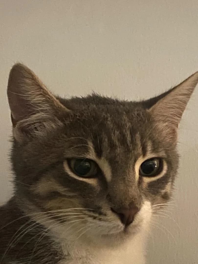 Acil sahiplendirilecek 2 erkek kedi
