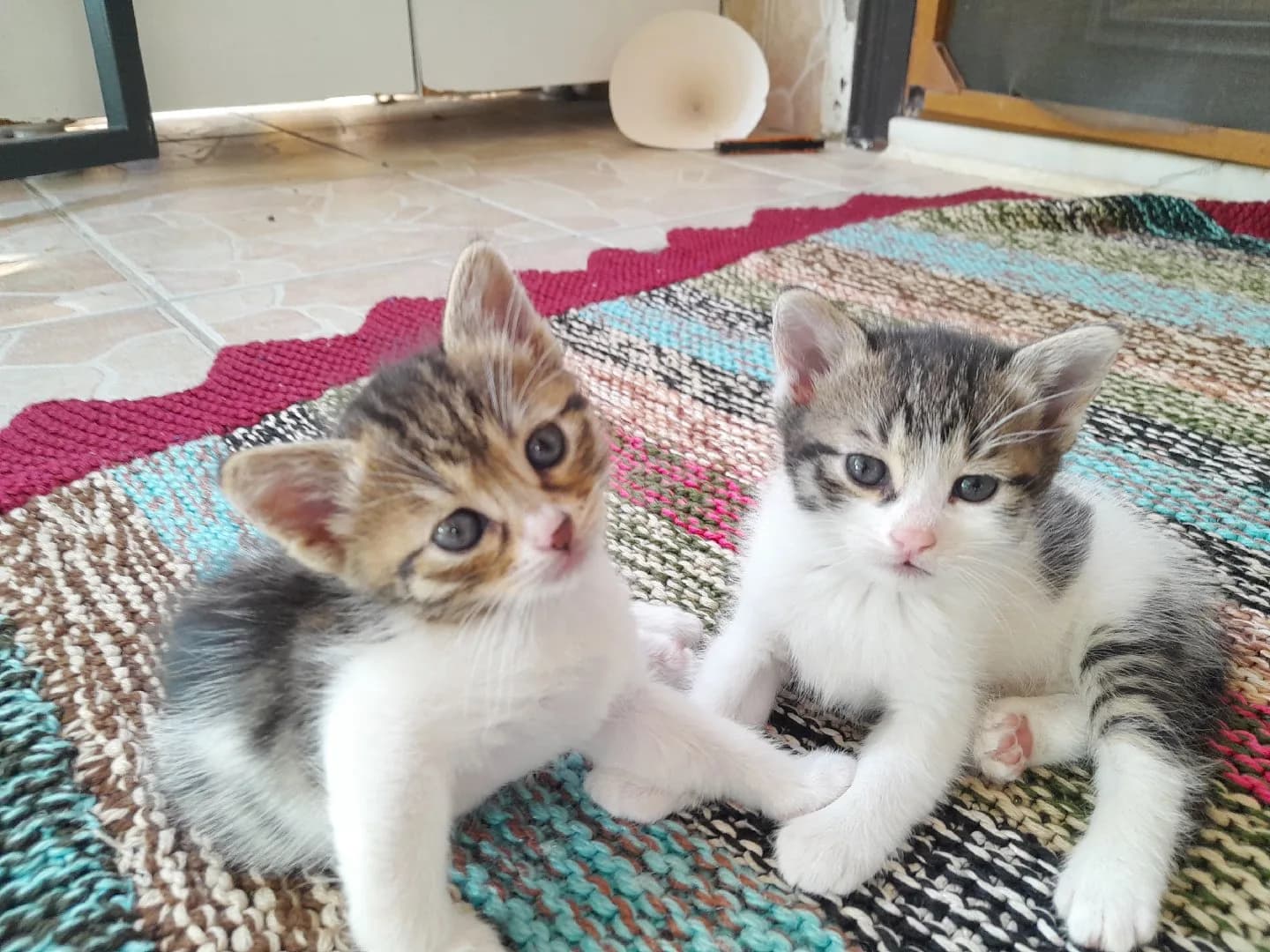 ücretsiz dişi kedi yavruları