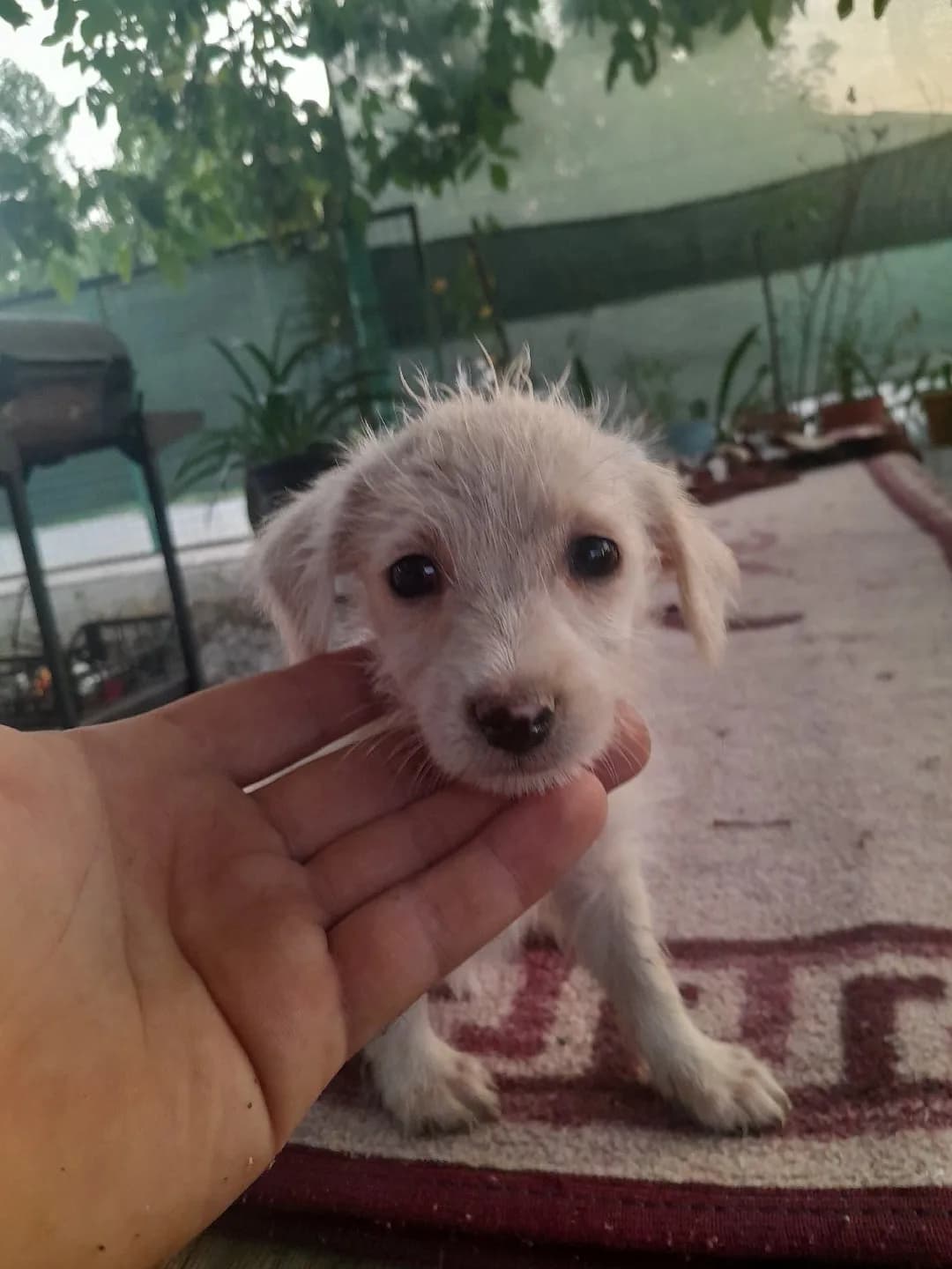 ücretsiz sahiplendirilecek.dişi fino yavrusu.Yer Muğla köycegiz