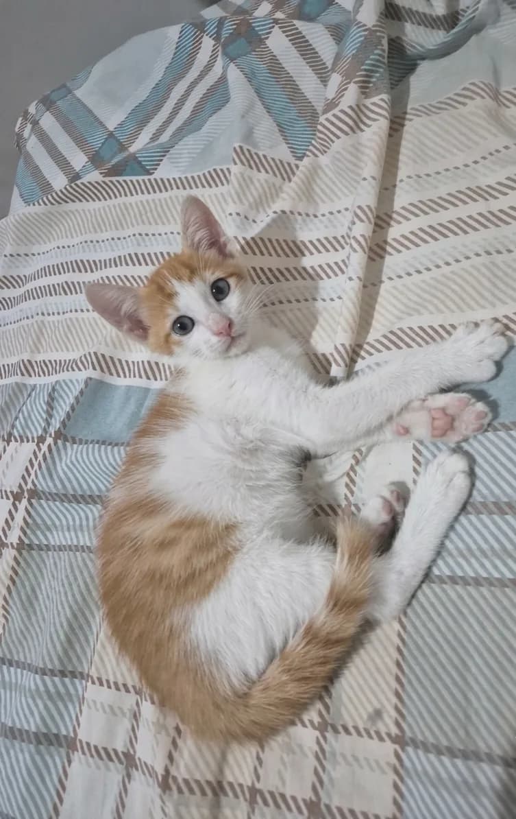 2 aylık yavru kedi yuvasını arıyor