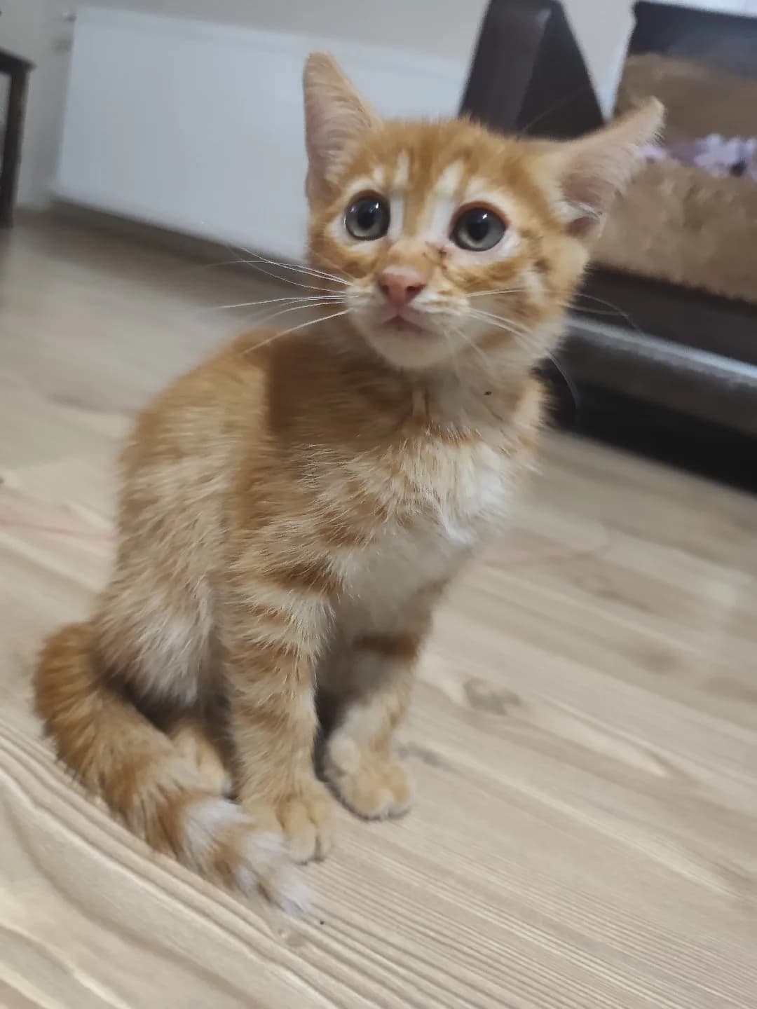 3 AYLIK KEDİ
