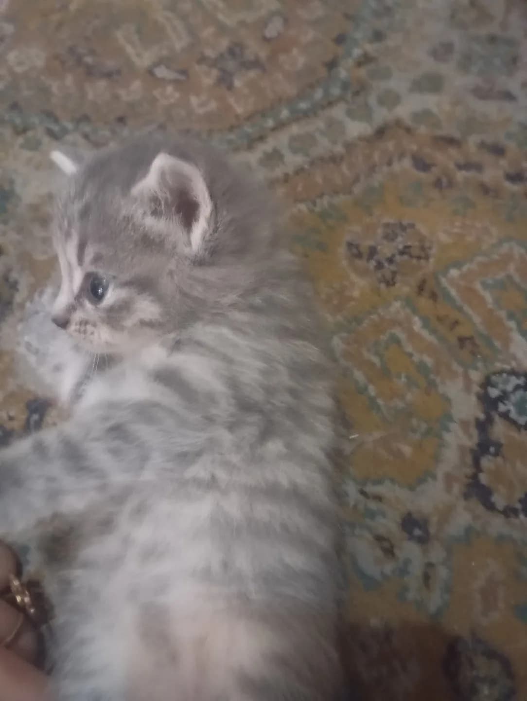 Britsh shorthair kedi