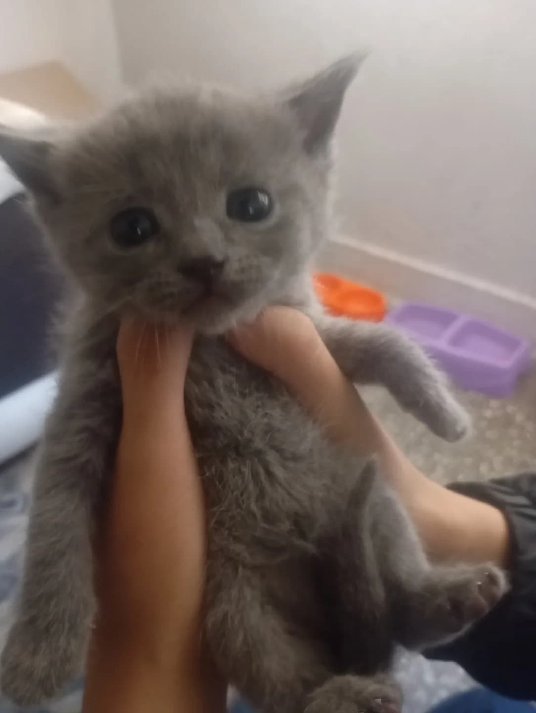 Yavru britsh shorthair kedi