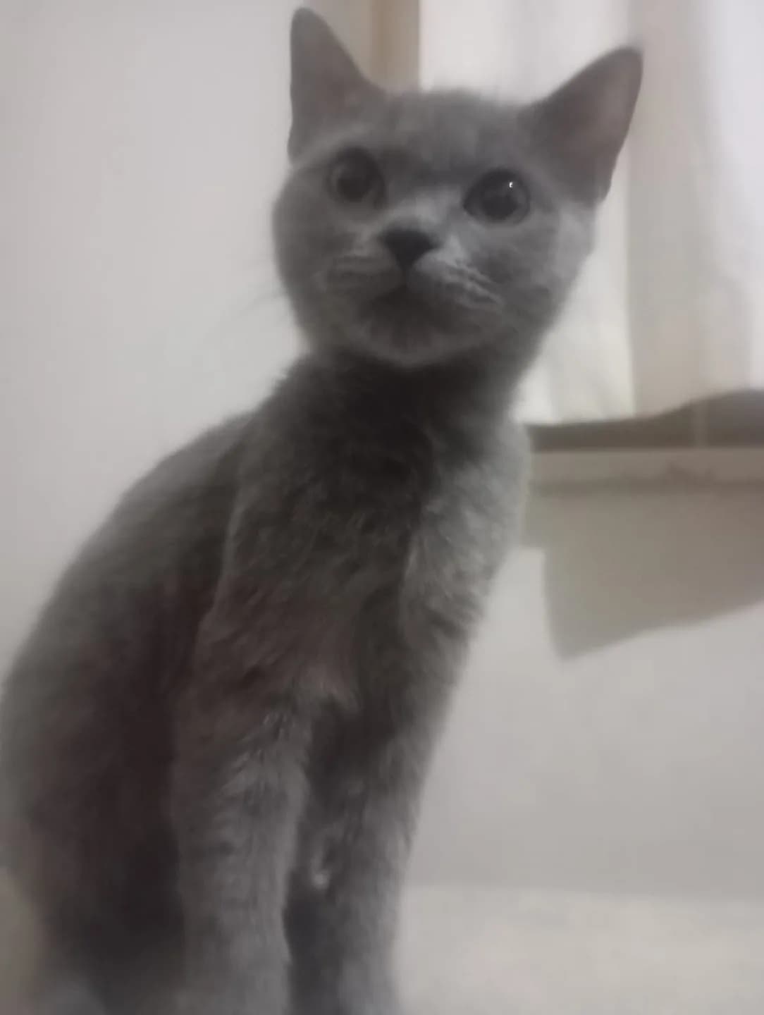 7 aylık britsh shorthair kedi