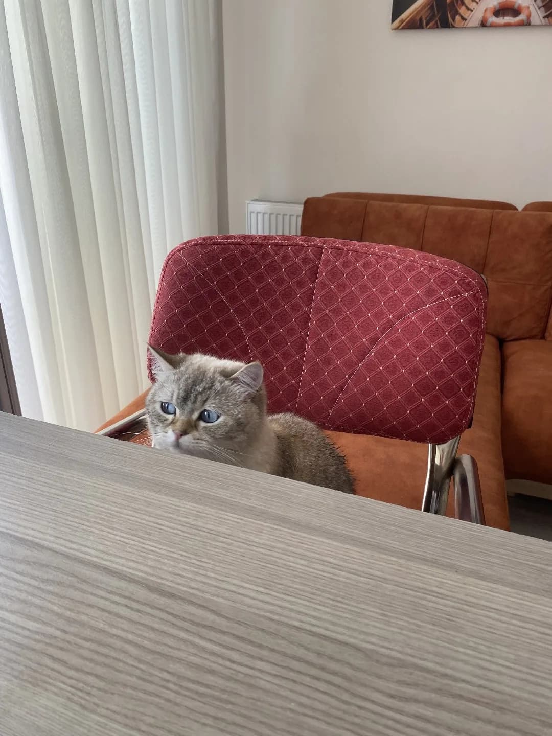 ev kedisi mavi gözlü