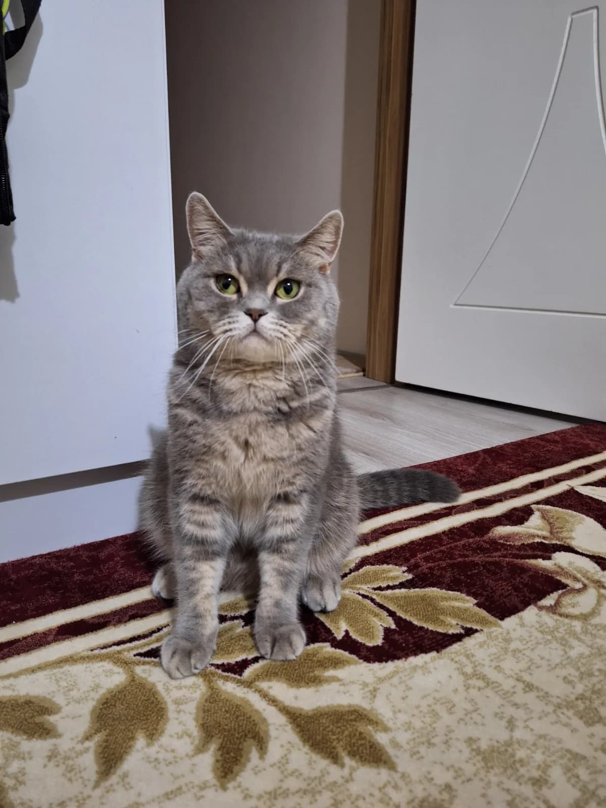 Kısır erkek kedimi sahiplendiriyorum.