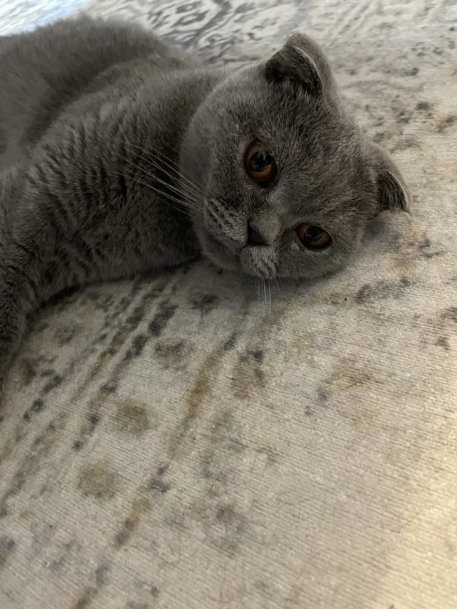 Eleanor yeni yuvasını arıyor