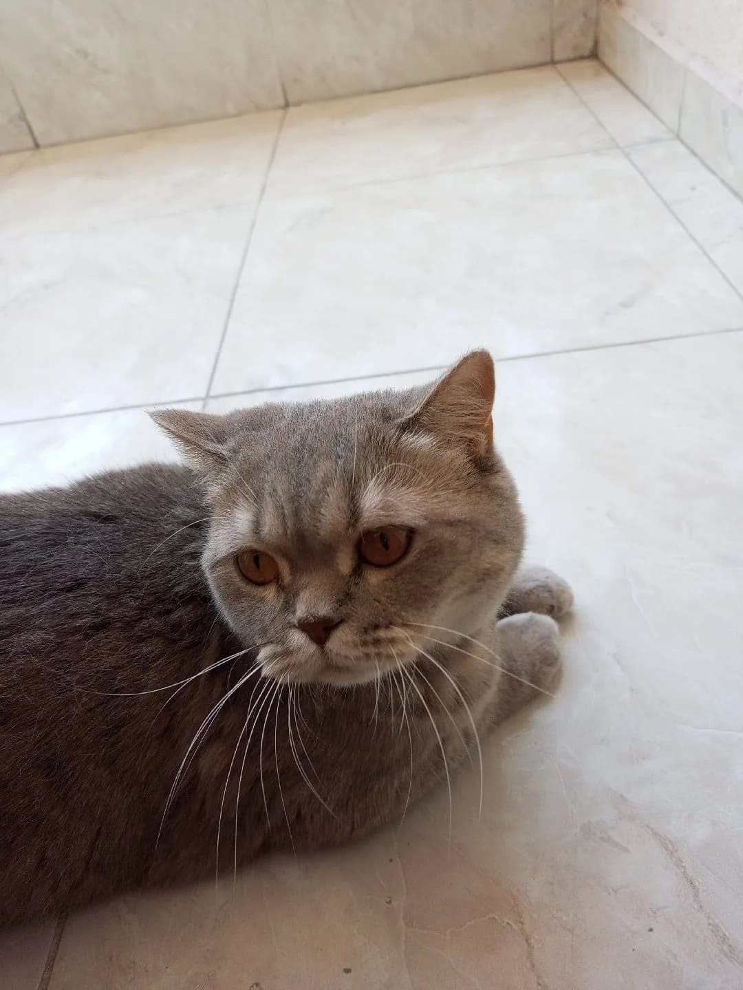 sevecen cana yakın bir kedicik yeni yuvasını arıyor