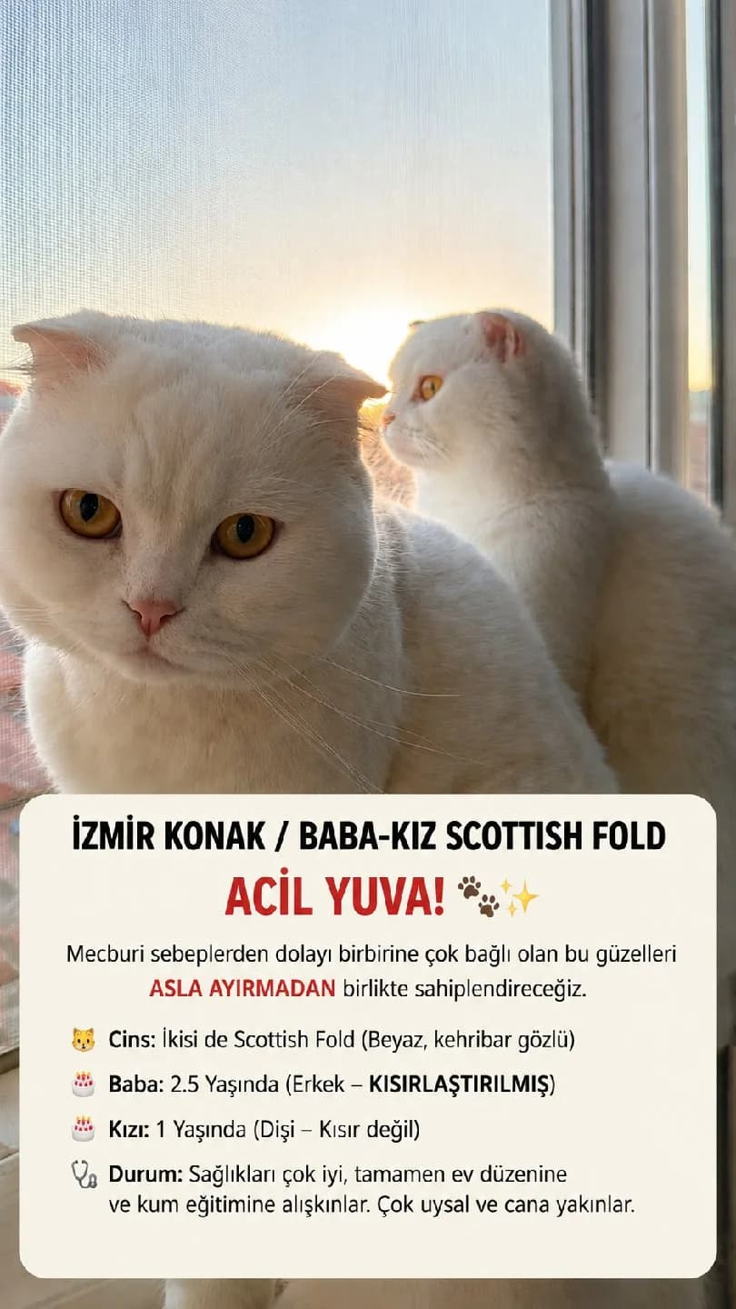 İzmir Konak'ta Bembeyaz Scottish Fold Baba-Kız Yuva Arıyor!