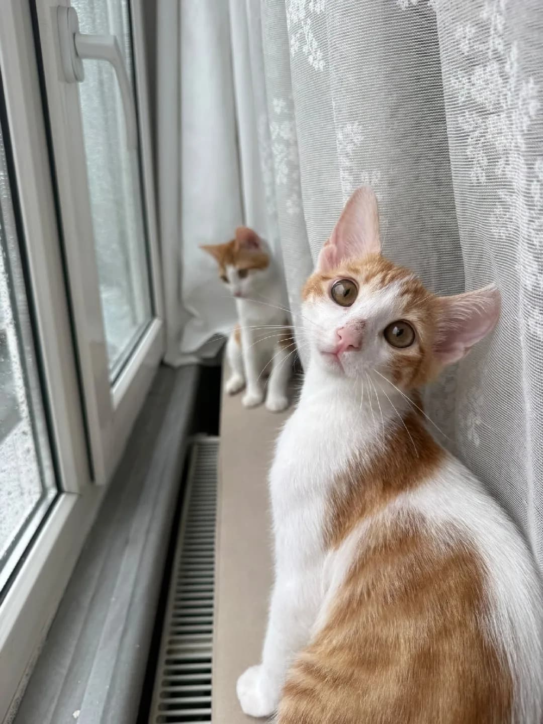 6 aylık kedi sahiplendirme