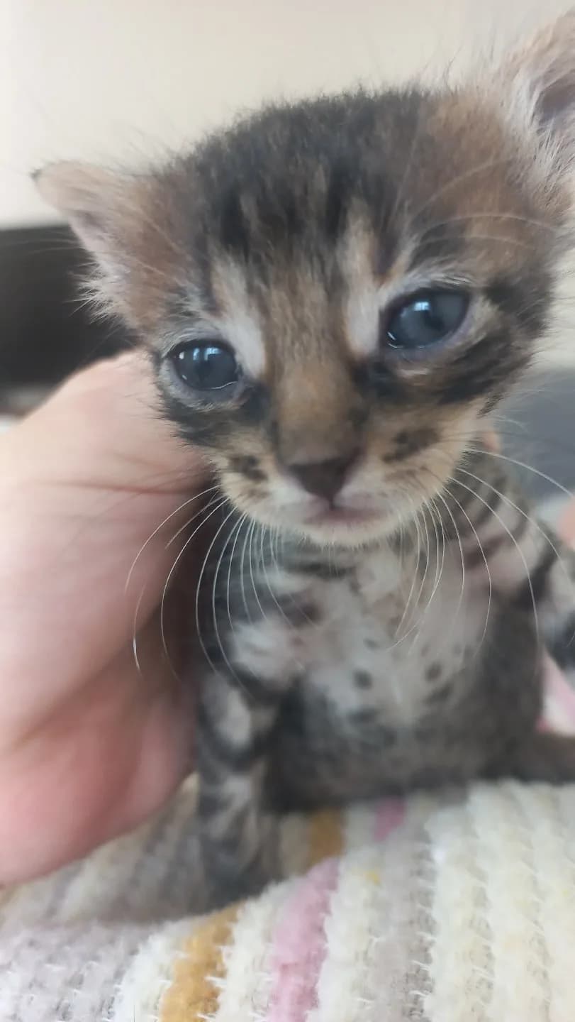 Yavru kedi