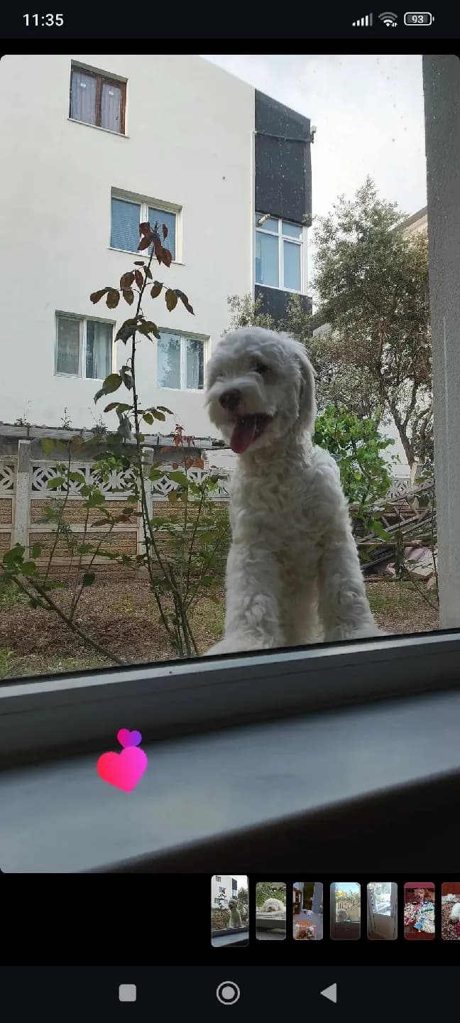 maltese terrier
