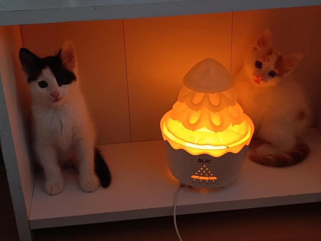 tekir kedi