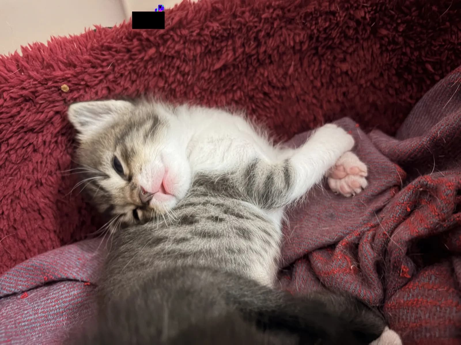 Anne ve yavrularına acil yuva aranıyor