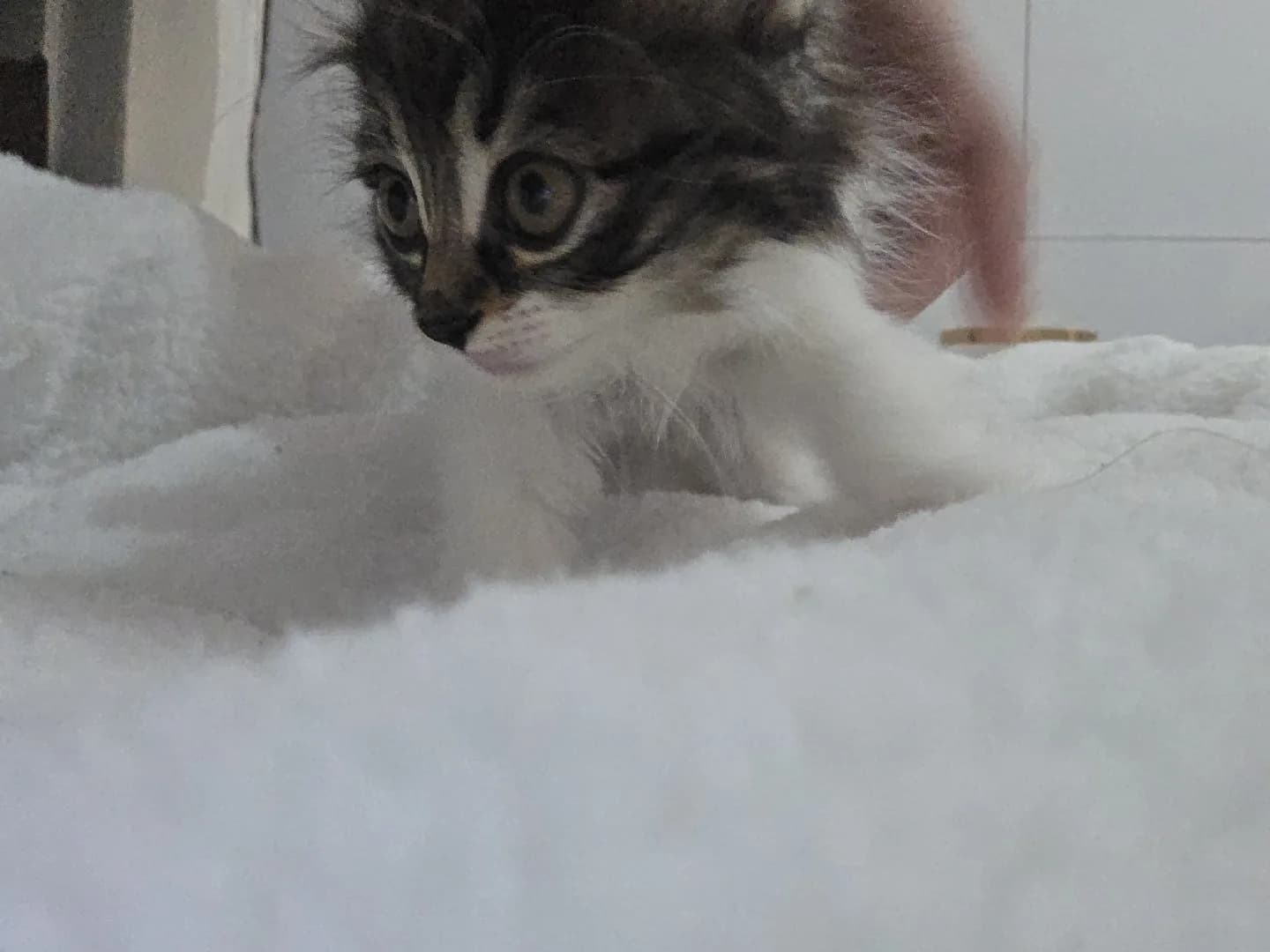 yavru kedi sahiplendirme