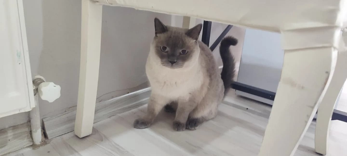 British Shorthair Blue Point Erkek Kedi
