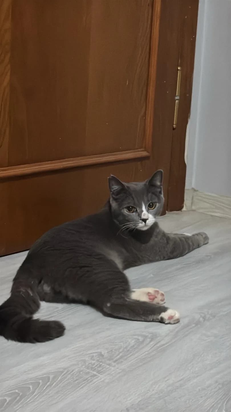 8 aylık British Shorthair