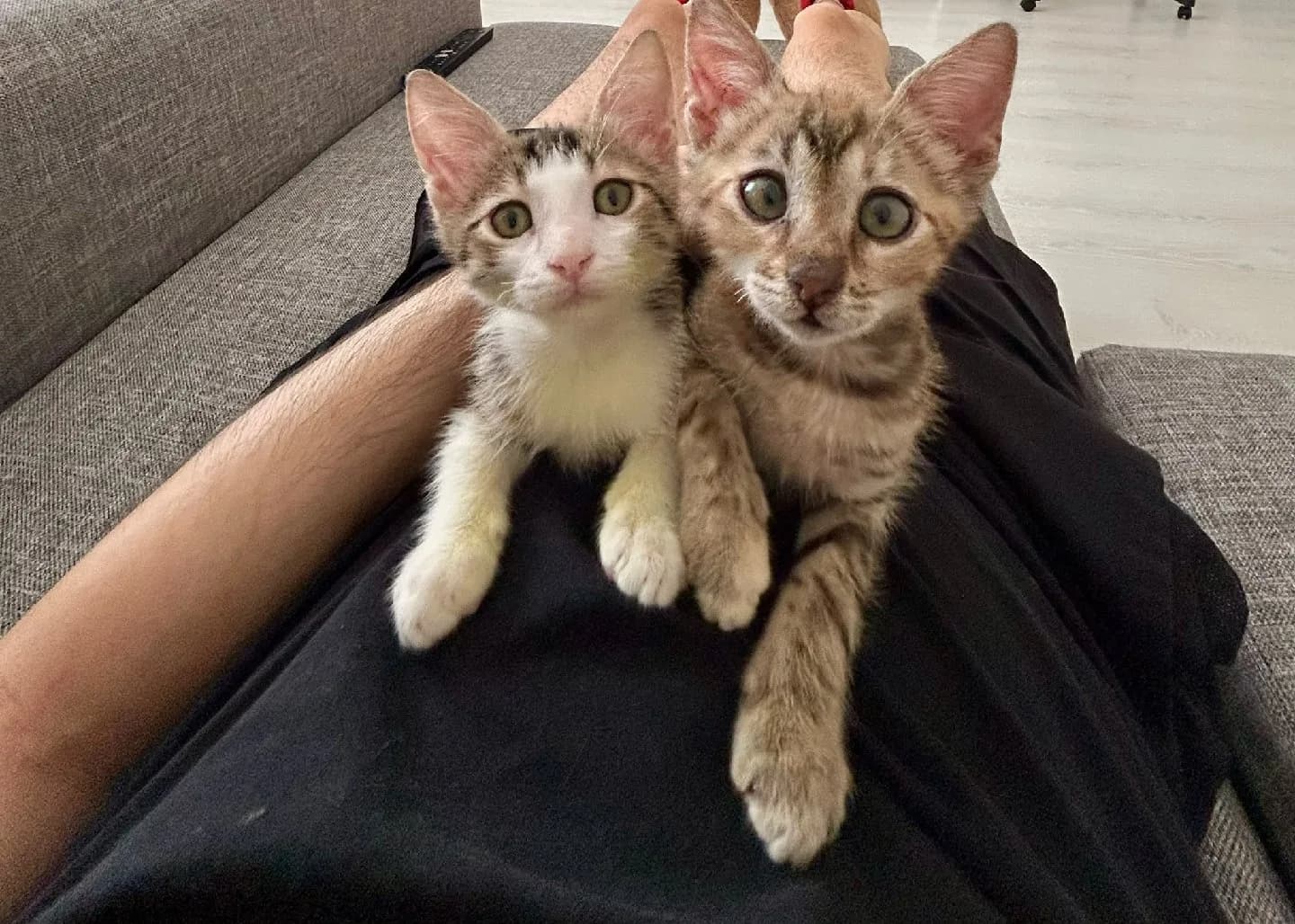 Kirpi ve Tilki Yuva Arıyor