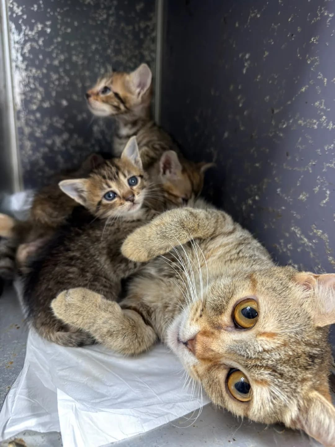 4 yavru kedi aile arıyor