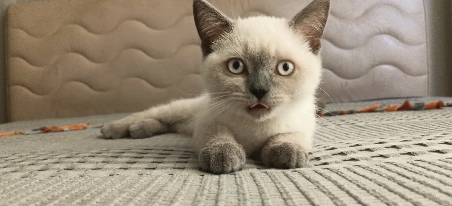 blue point yavru kedi