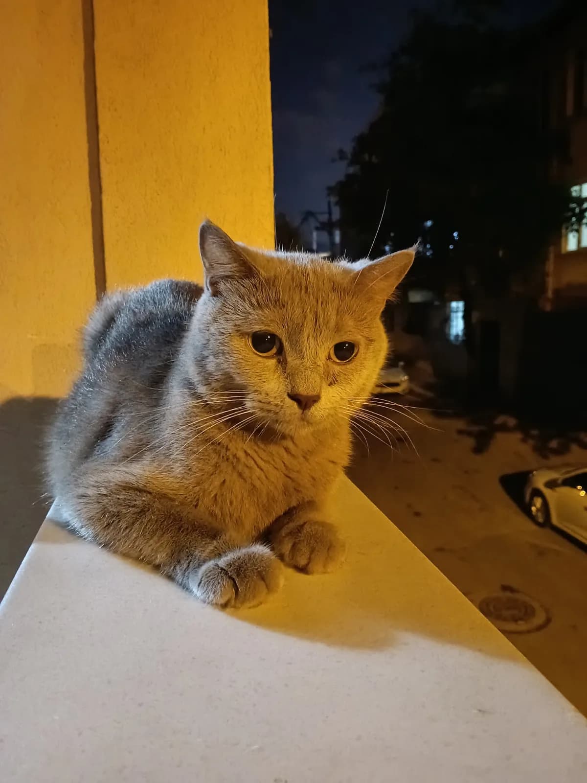 Luna ömürlük yuvasını arıyor