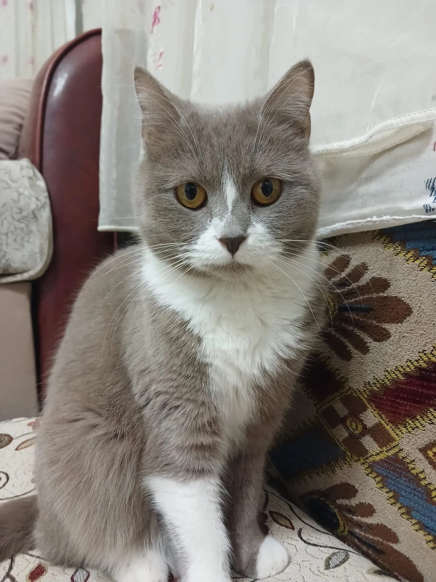 Suşi yuva arıyor