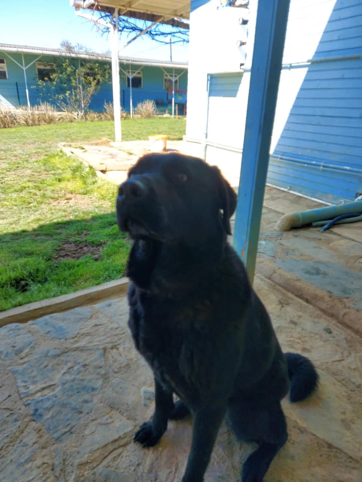 Ömürlük yuvasını arayan güzel kızımız 🐾