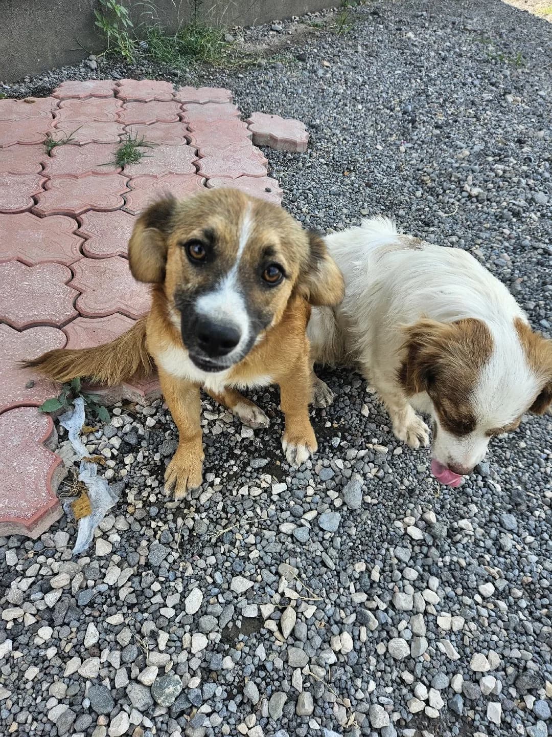 6 aylık küçük ırk disi