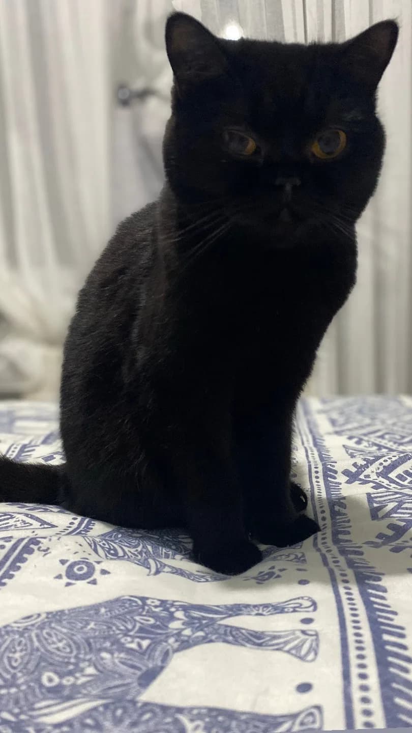 kedi sahiplendirme