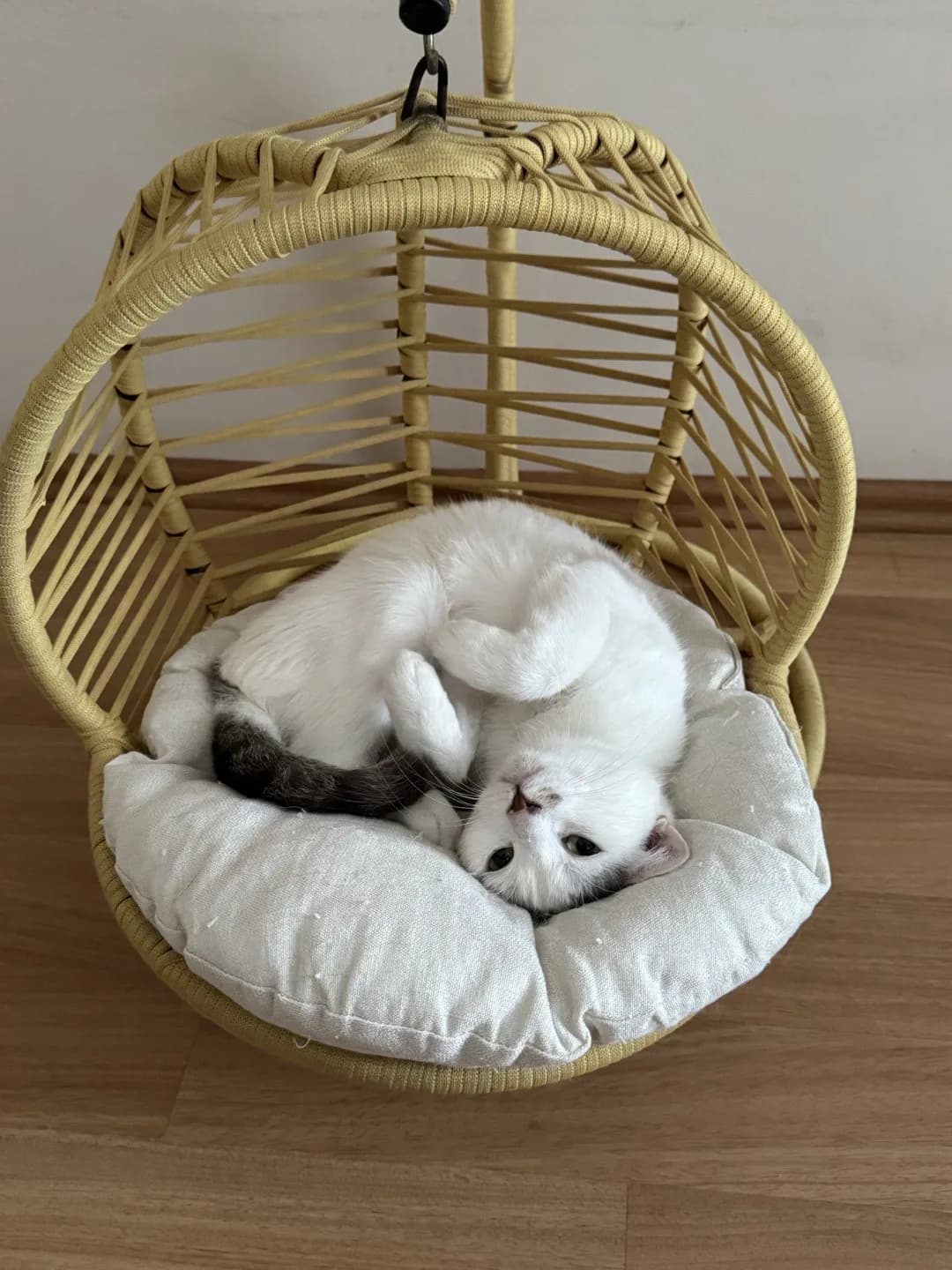 kedi sahiplendirme