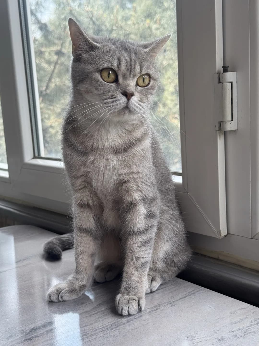 kedi sahiplendirme