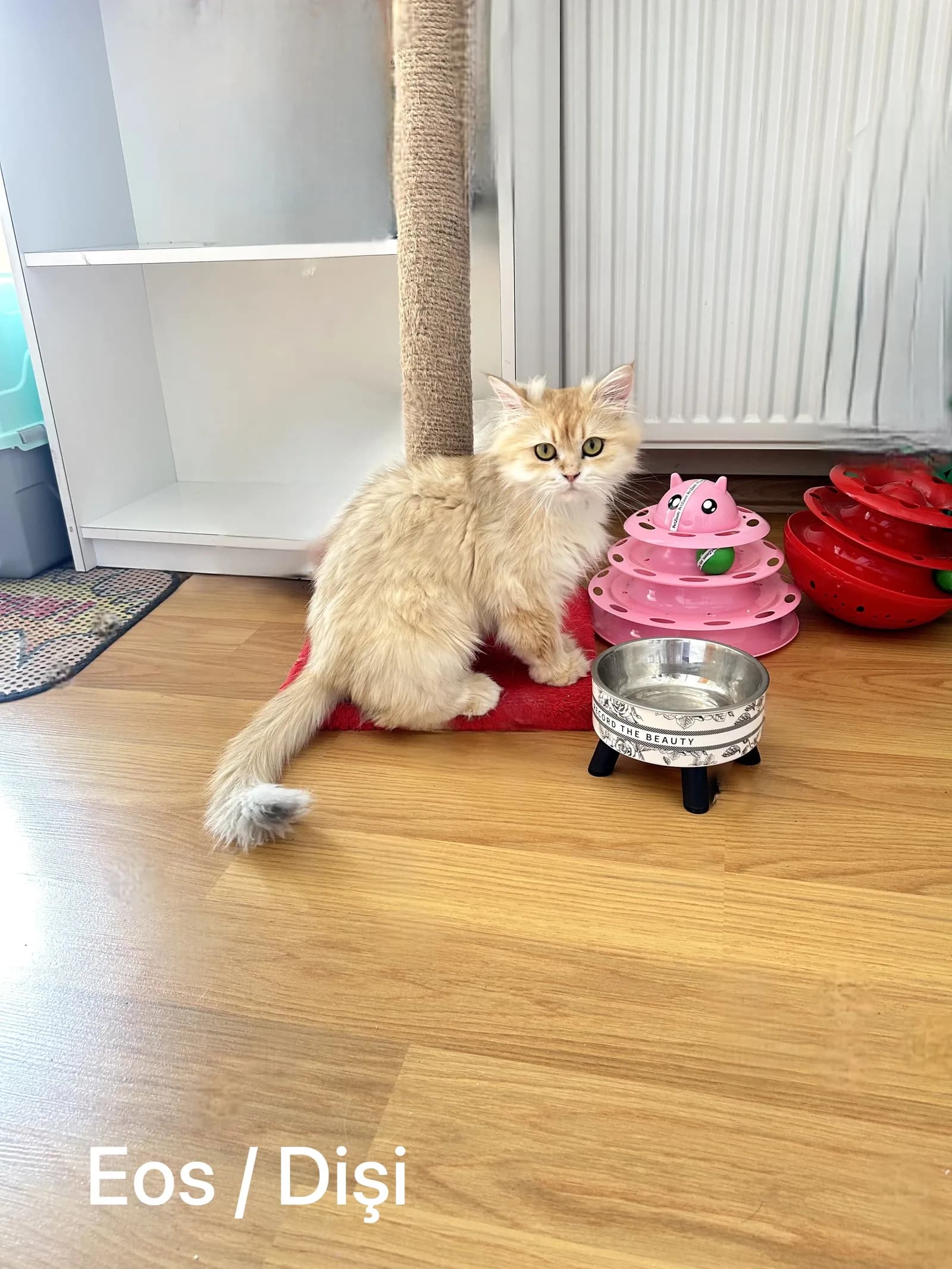 Safkan British Longhair Pedigreli Kediler