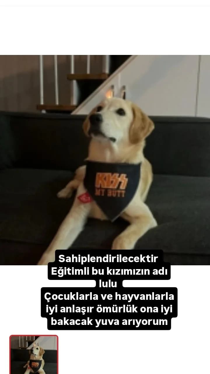 ücretsiz köpek sahiblendirme