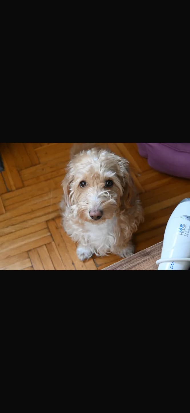 köpek sahiplendiriyorum